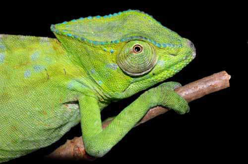 Chamaeleo (Trioceros) cristatus - horsk druh chameleona z Kamerunu
