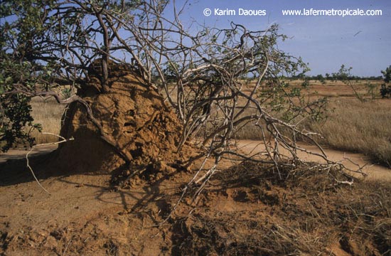A habitat of Echis leucogaster in Mauritania